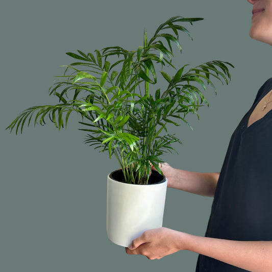 Parlour Palm With ceramic pot