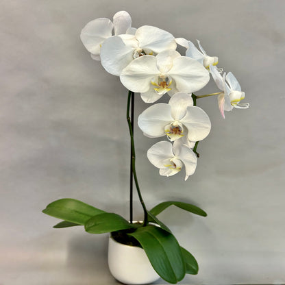 Phalaenopsis Orchid plants