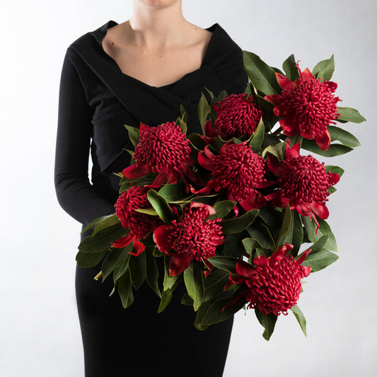 Waratah